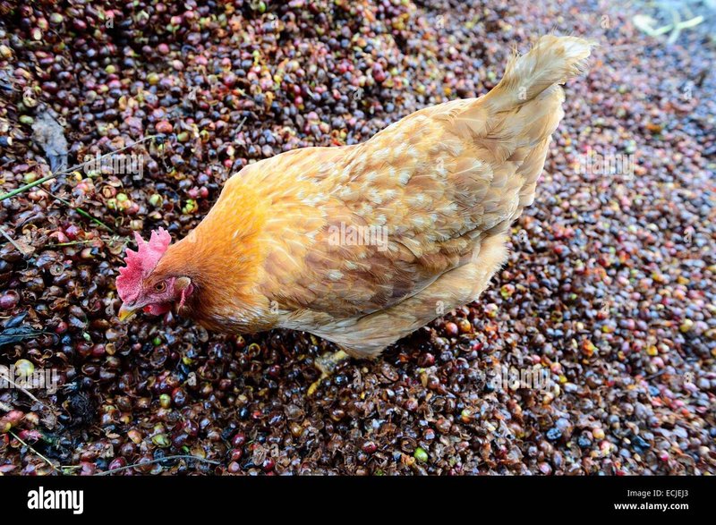 Descubre el Mágico Reino de Chicken Road en España y Gana Dinero